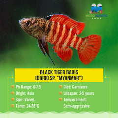 Black Tiger Badis (Dario sp. “Myanmar”)