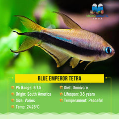 Special Bulk Buy Blue Emperor Tetra