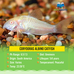 Corydoras Albino Catfish