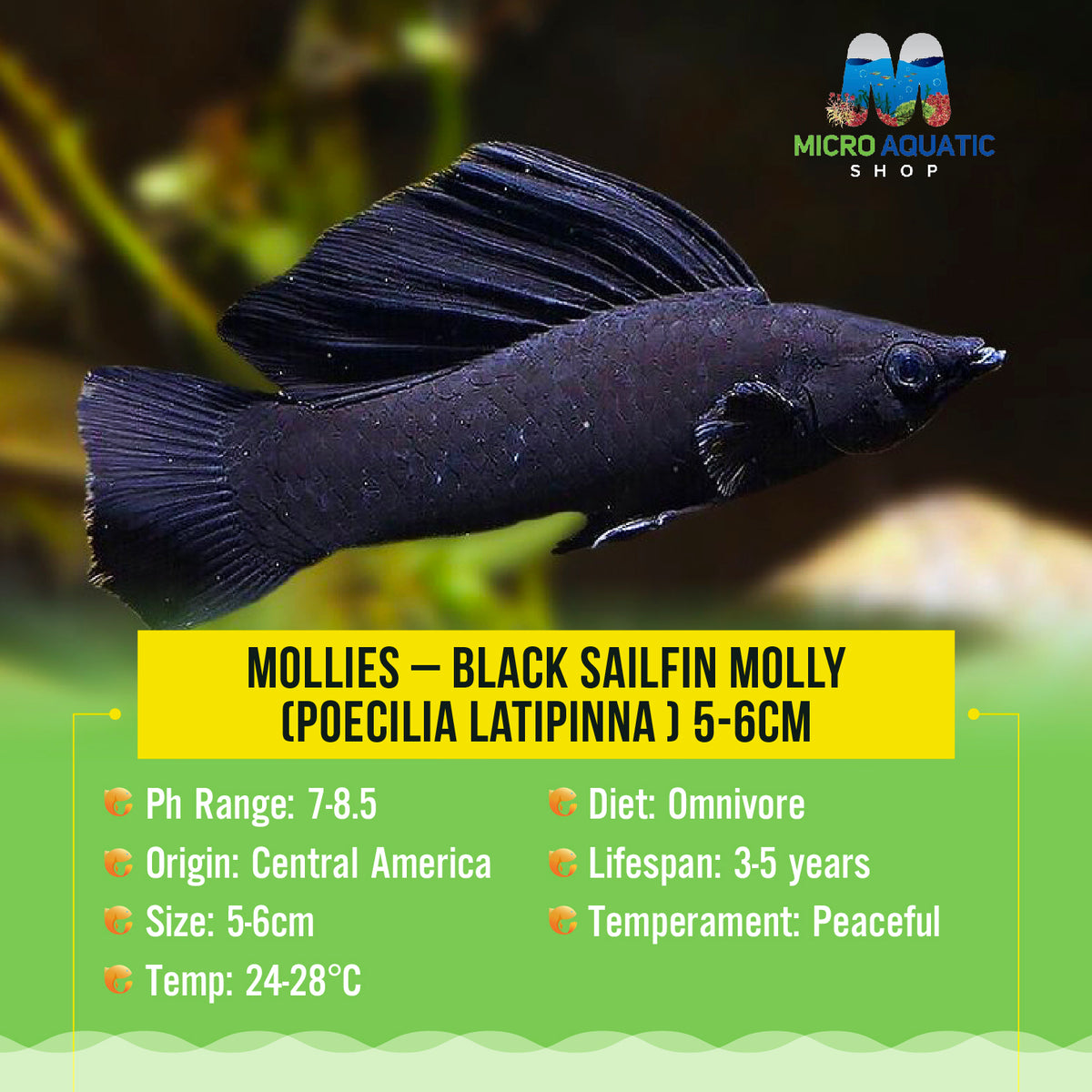 Mollies – Black Sailfin Molly  (Poecilia latipinna ) 5-6cm