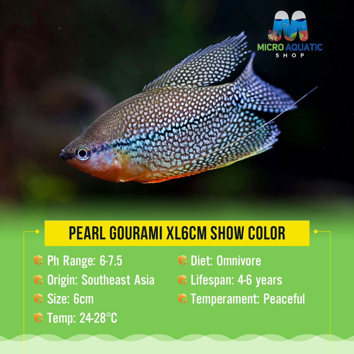 Pearl Gourami XL6cm Show Color