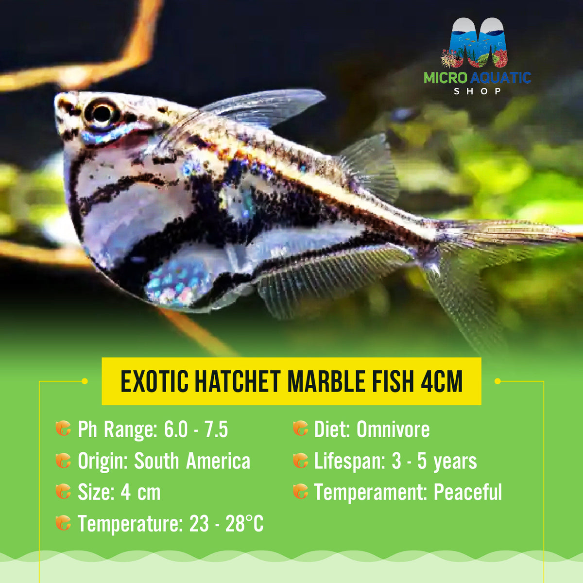 Exotic Hatchet Marble Fish 4cm
