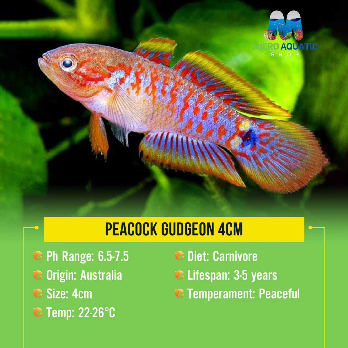 Peacock Gudgeon 3cm