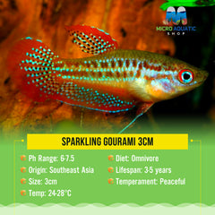 Sparkling Gourami 3cm
