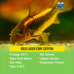 Gold Laser Cory Catfish 2cm