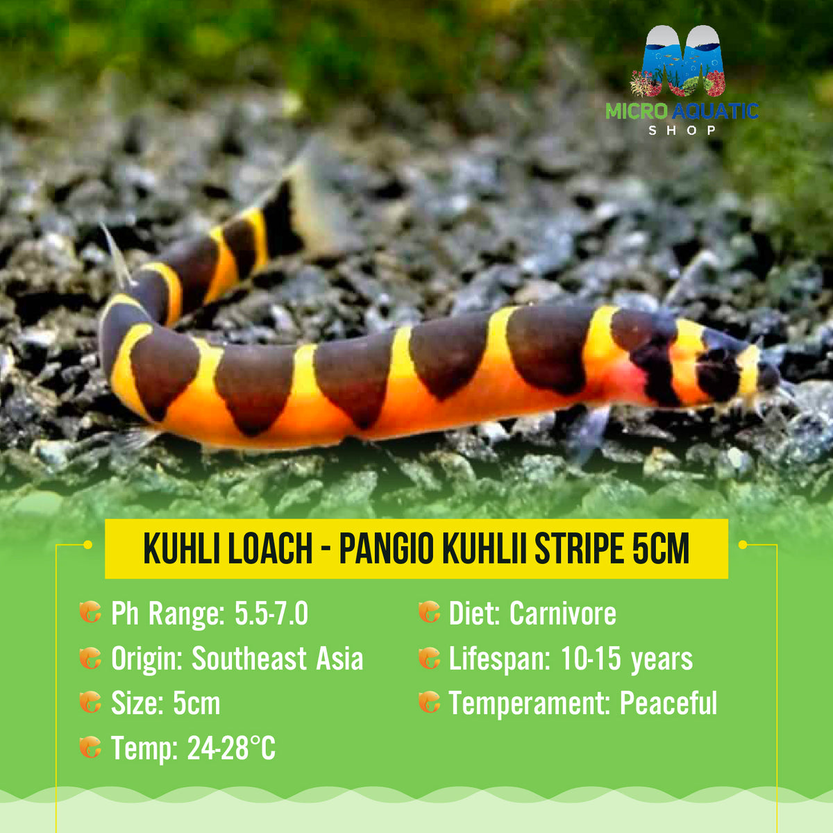 Kuhli Loach - Pangio Kuhlii Stripe 5cm