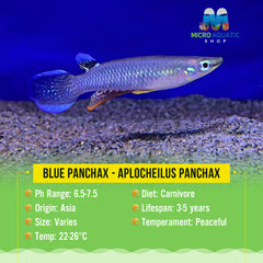 Blue Panchax - Aplocheilus Panchax