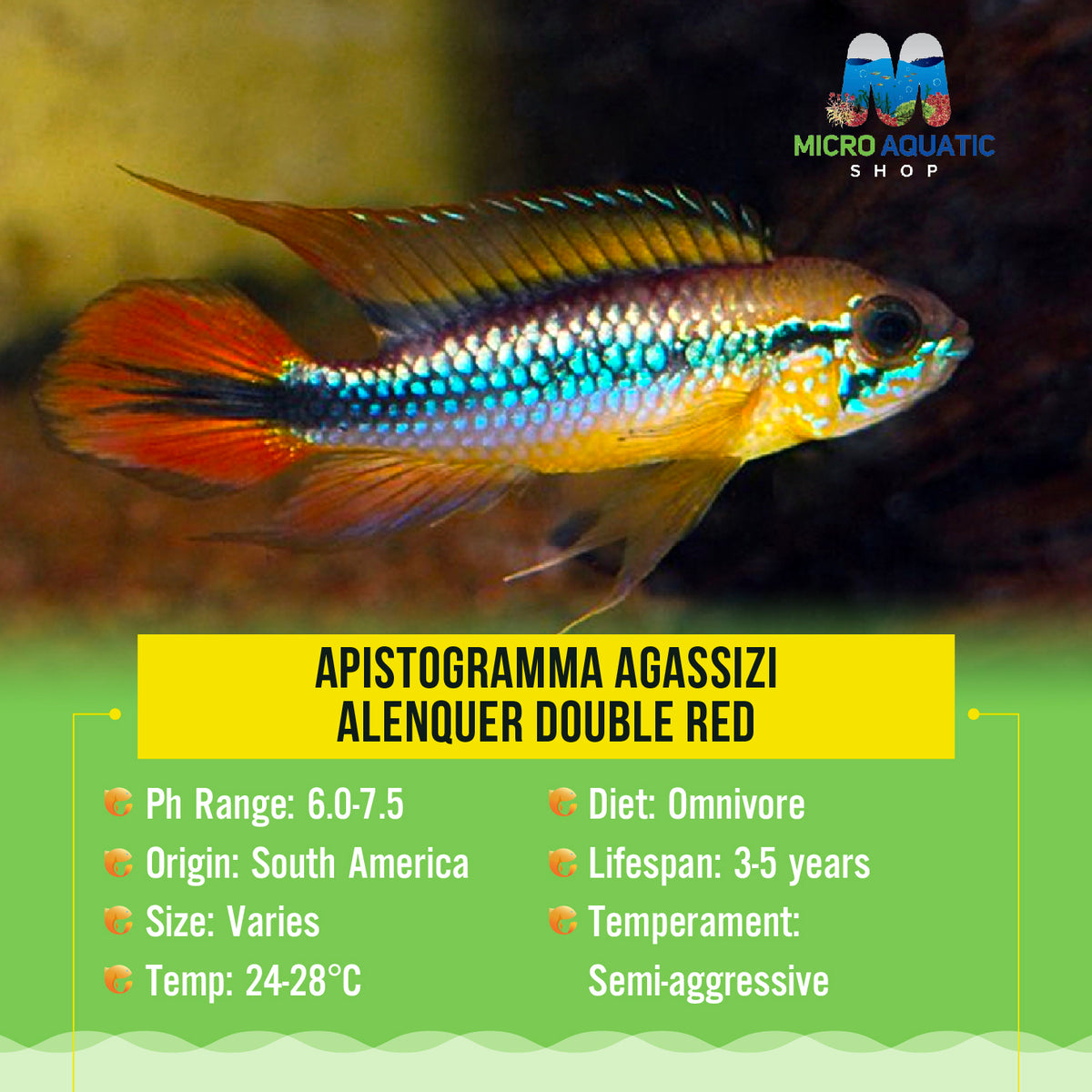 Apistogramma Agassizi Alenquer Double Red