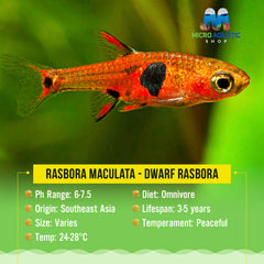 Special Bulk Buy Rasbora Maculata - Dwarf Rasbora