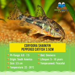 Corydora Sharkfin Peppered Catfish 3.5cm
