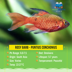 Rosy Barb - Puntius conchonius