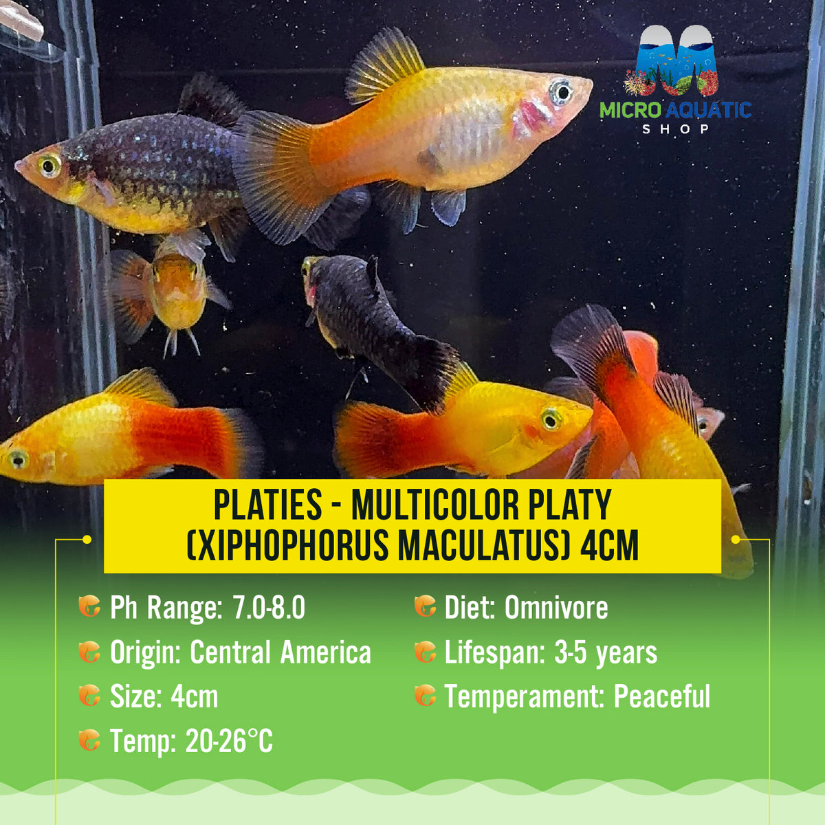 Platies – Multicolor Platy (Xiphophorus maculatus) 4cm
