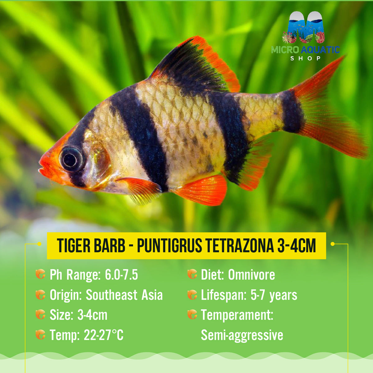 Tiger Barb - Puntigrus tetrazona 3-4cm