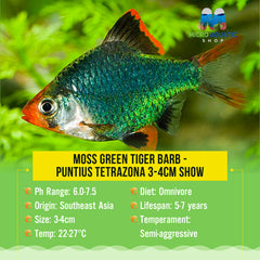 Moss Green Tiger Barb - Puntius tetrazona 3-4cm show