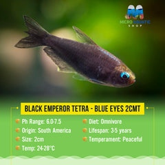 Black Emperor Tetra - Blue eyes 2cm