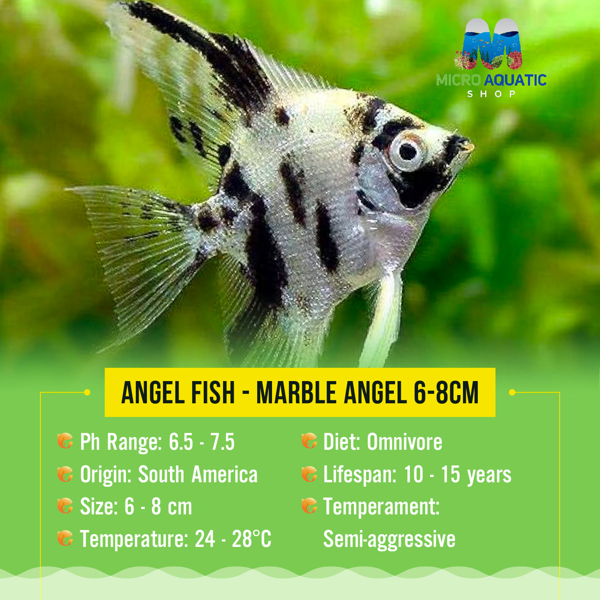 Angel Fish - Marble Angel 6-8cm