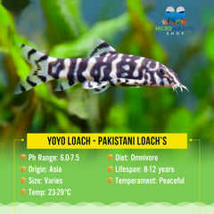 Yoyo Loach - Pakistani loach’s