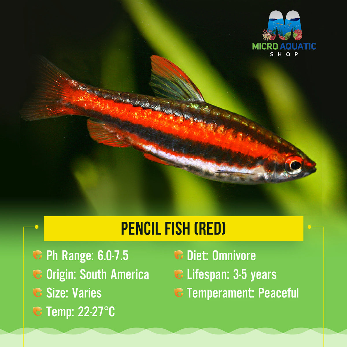 Pencil Fish (Red)