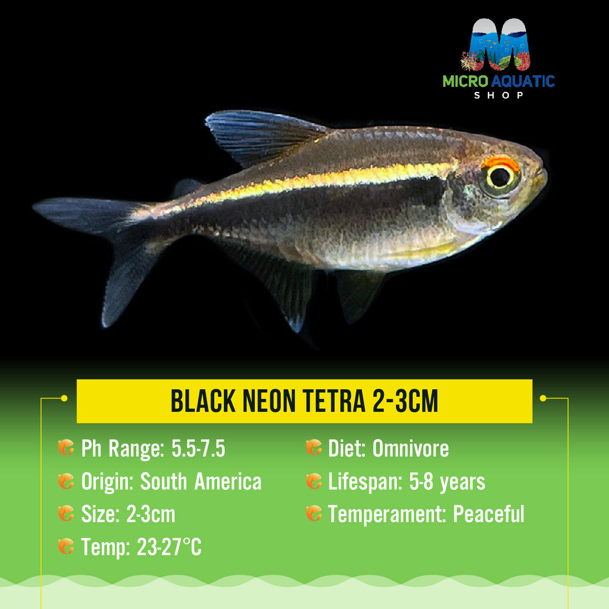 Black Neon Tetra 2-3cm