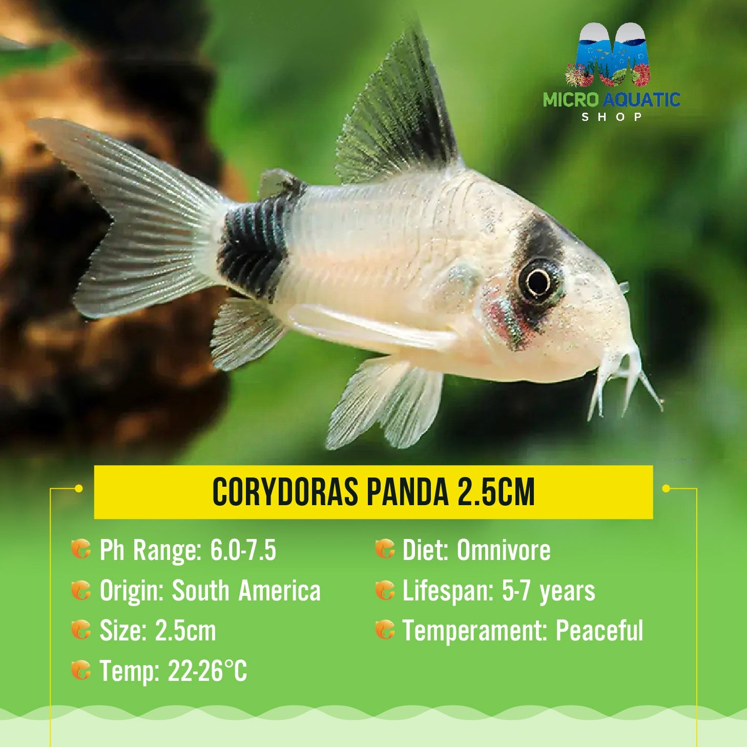 Panda Cory - Adorable Freshwater Catfish for Your Aquarium – Micro ...