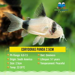 Corydoras Panda 2.5cm