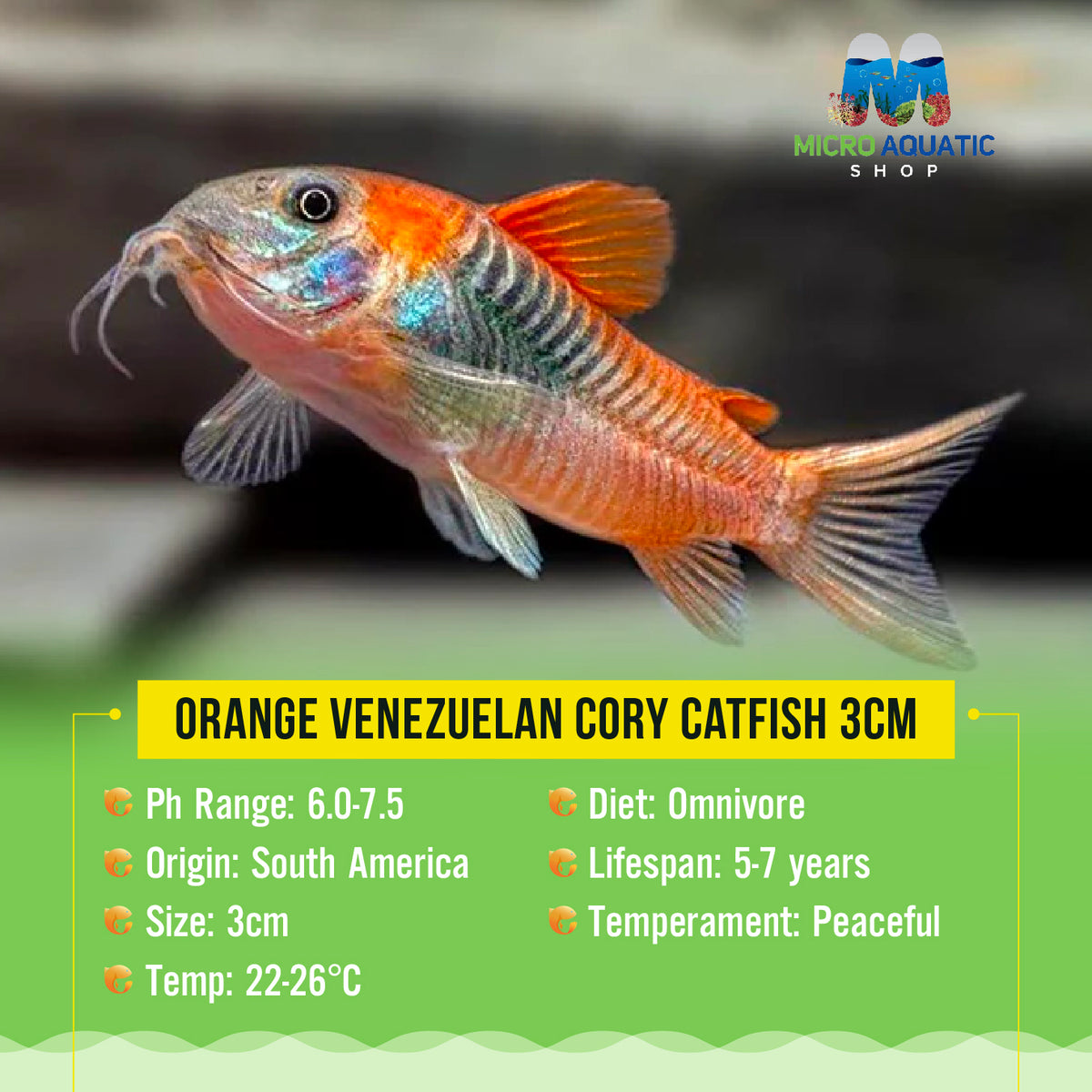 Orange Venezuelan Cory Catfish 3c