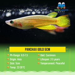 Panchax Gold 5cm