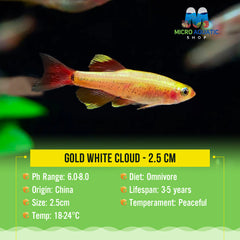 Gold White Cloud - 2.5 cm