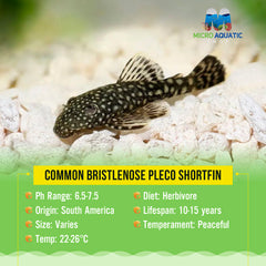 Common Bristlenose Pleco Shortfin