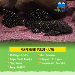 Peppermint Pleco - Juvie