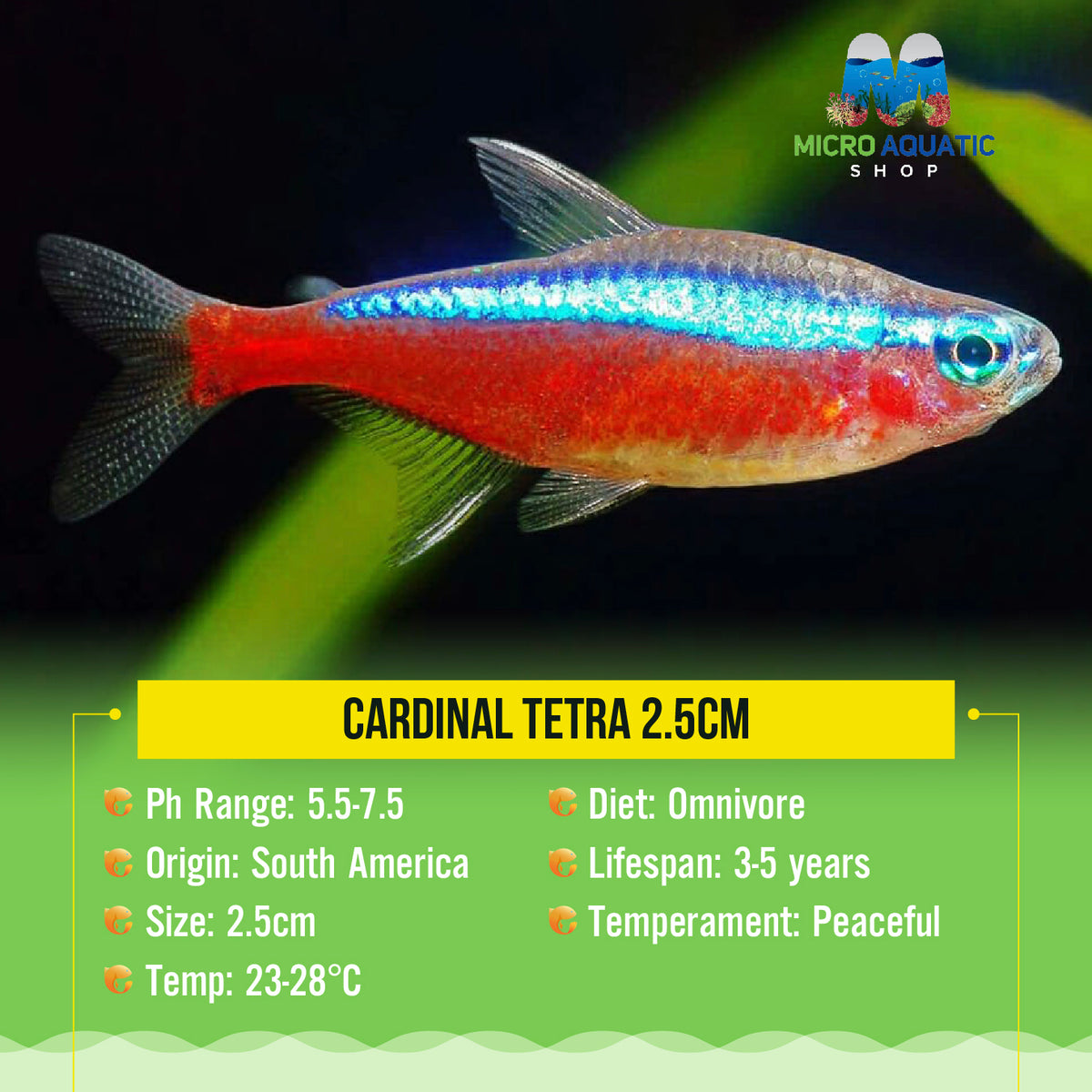 Cardinal Tetra 2.5cm