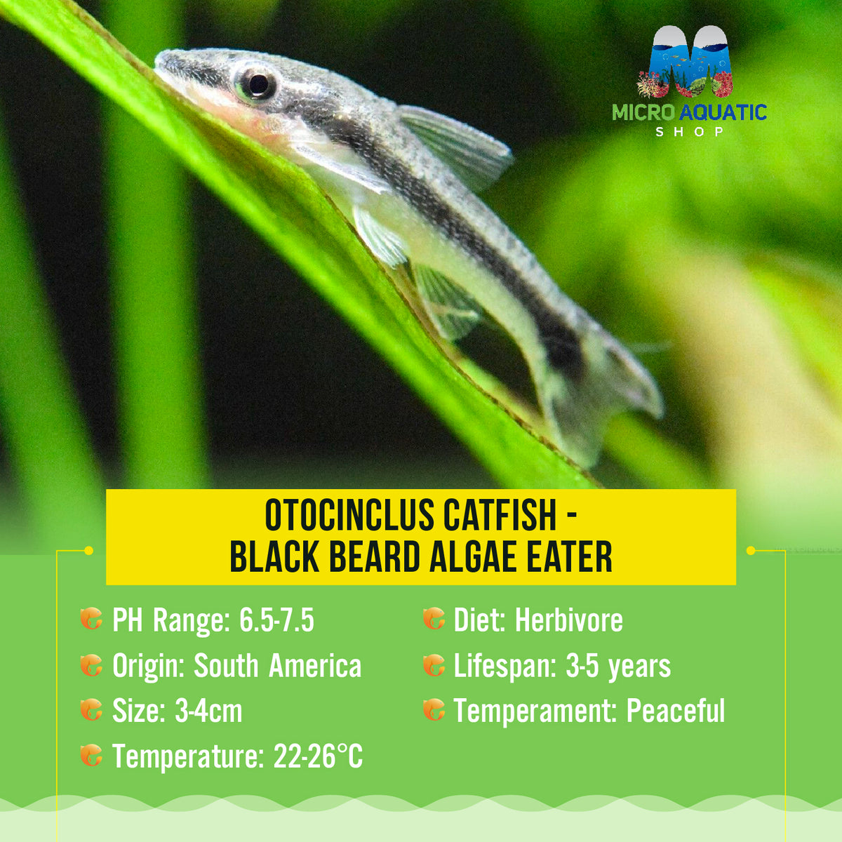 Otocinclus Catfish -Black beard algae eater