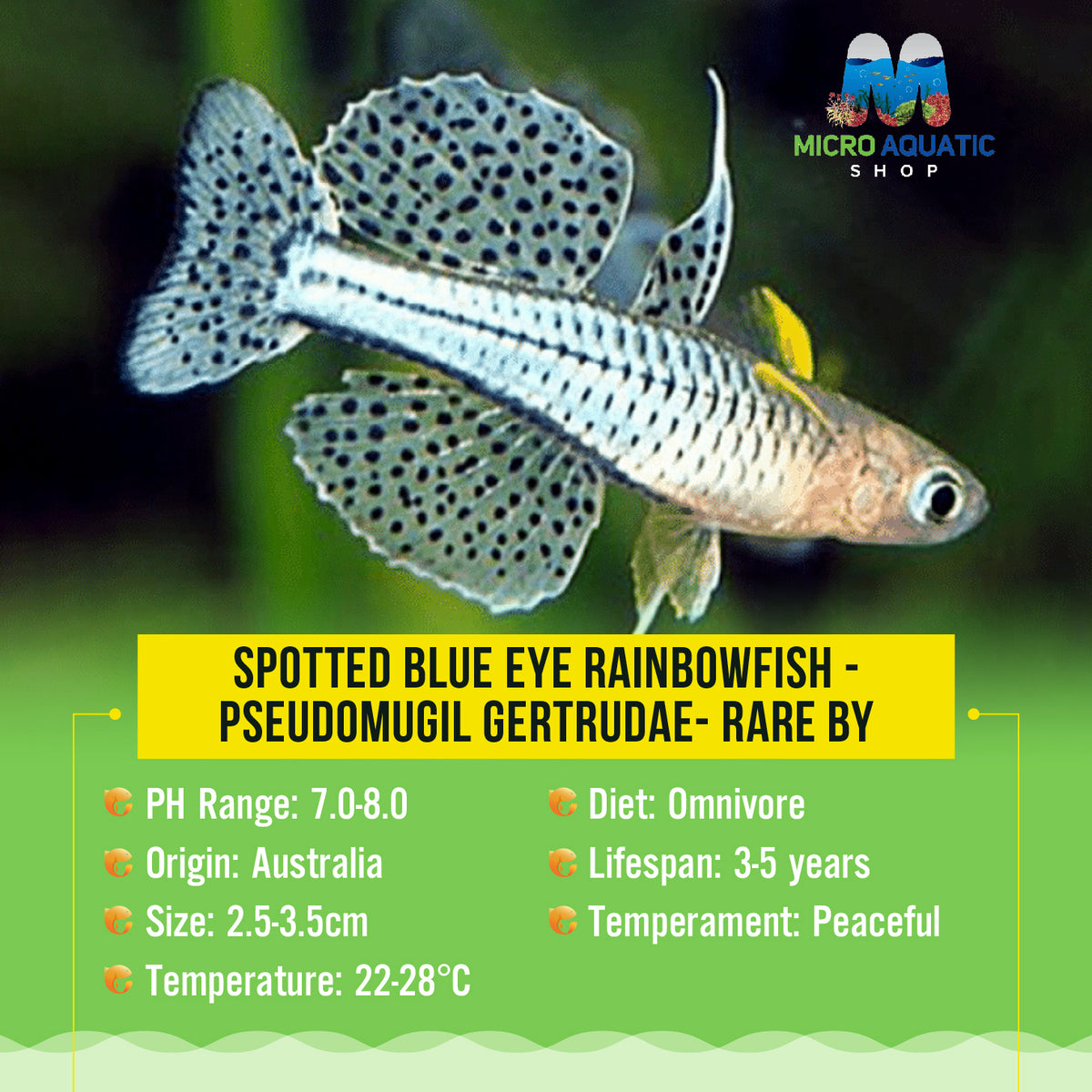 Spotted Blue Eye - Pseudomugil gertrudae- Rare by