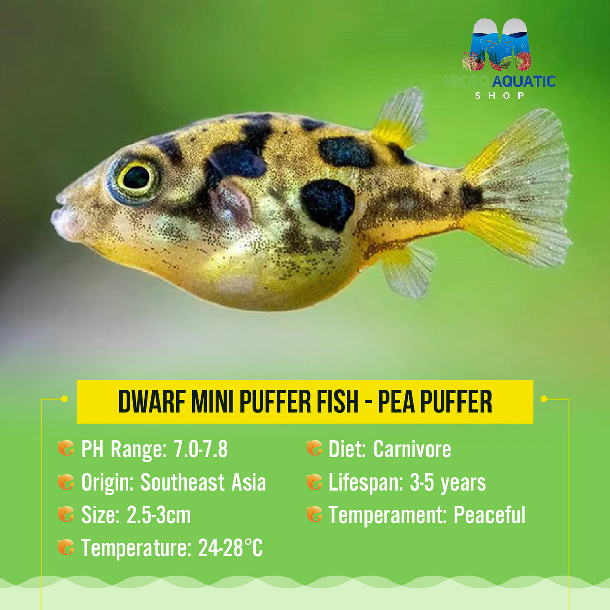 Dwarf Mini Puffer Fish - Pea Puffer