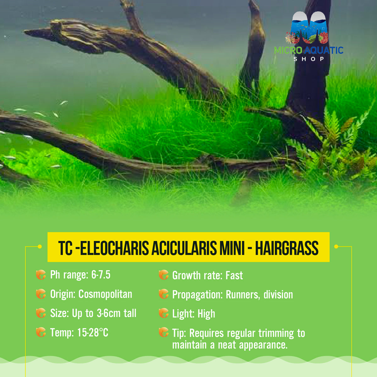 TC -Eleocharis Acicularis mini - Hairgrass