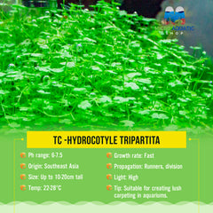 TC -Hydrocotyle tripartita