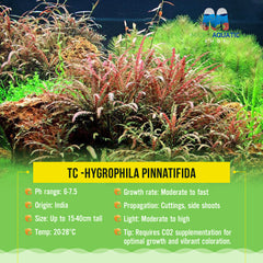 TC -Hygrophila pinnatifida