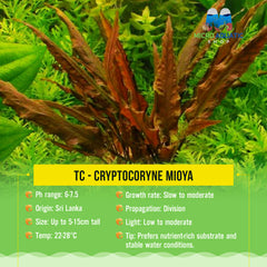 TC - Cryptocoryne mioya