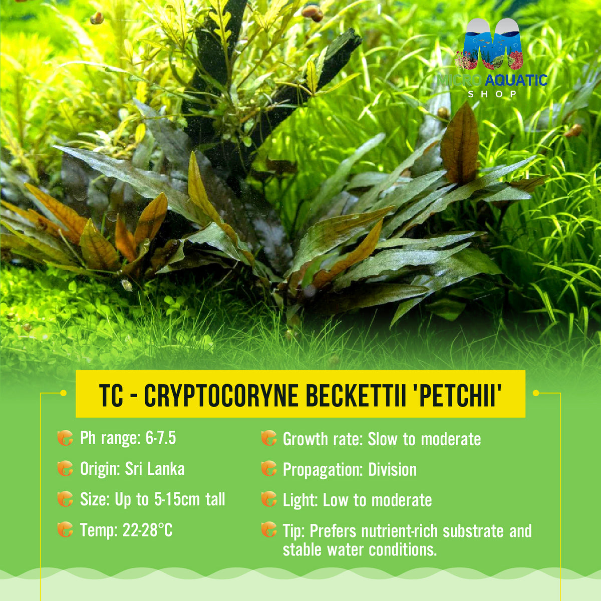 TC - Cryptocoryne beckettii 'Petchii'