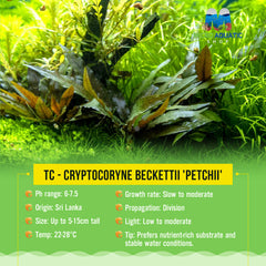 TC - Cryptocoryne beckettii 'Petchii'