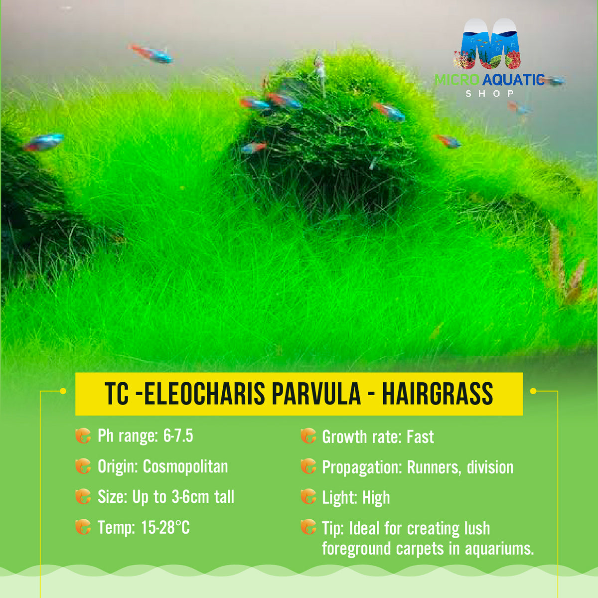TC -Eleocharis parvula - Hairgrass