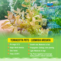 Terracotta Pots - Ludwigia Arcuata