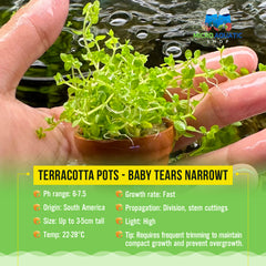 Terracotta Pots - Baby Tears Narrow