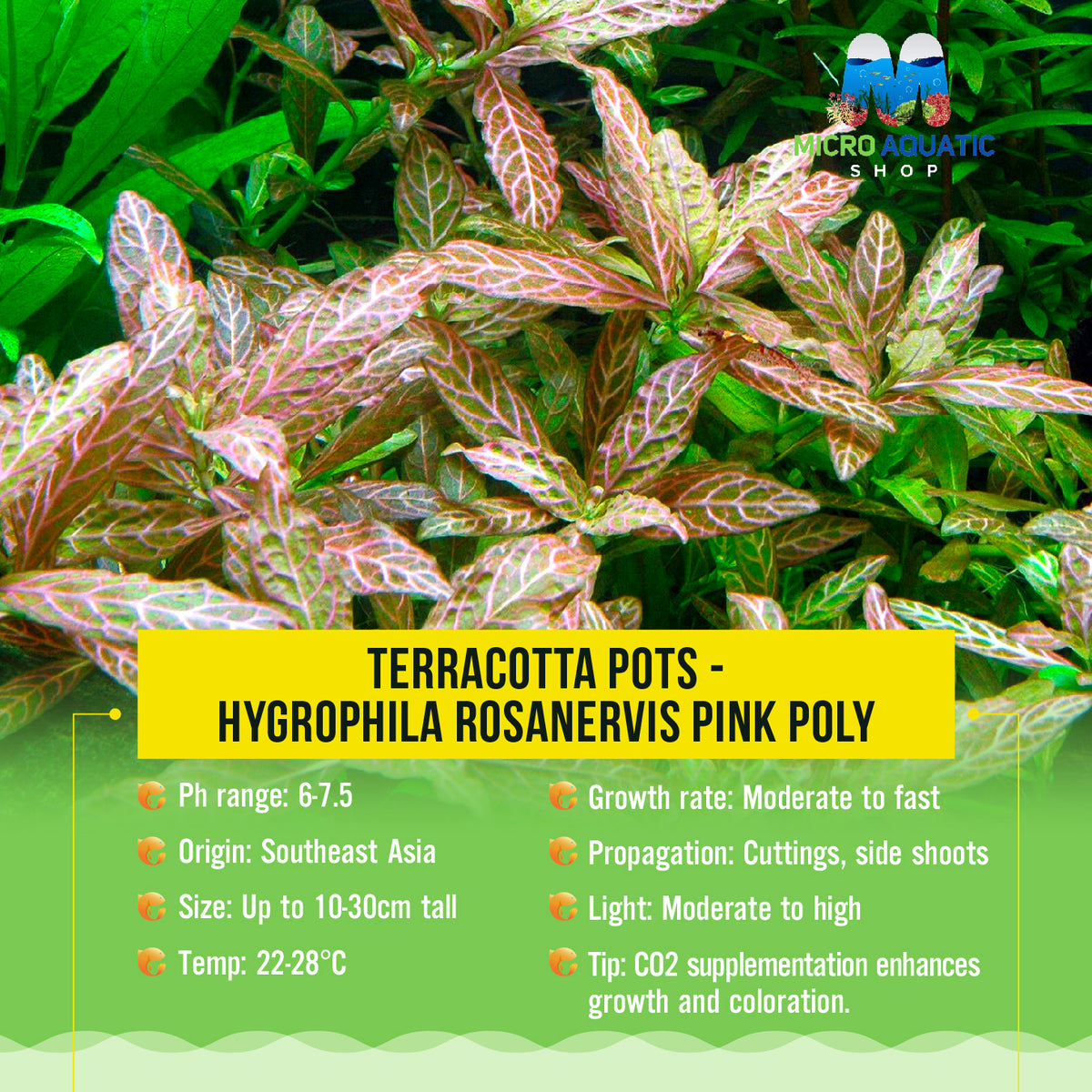 Terracotta Pots - Hygrophila rosanervis Pink Poly