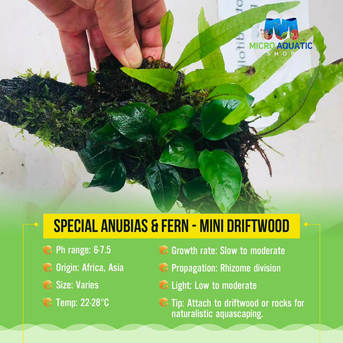 Special Anubias & Fern - Mini Driftwood