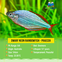 Dwarf Neon Rainbowfish - Praecox