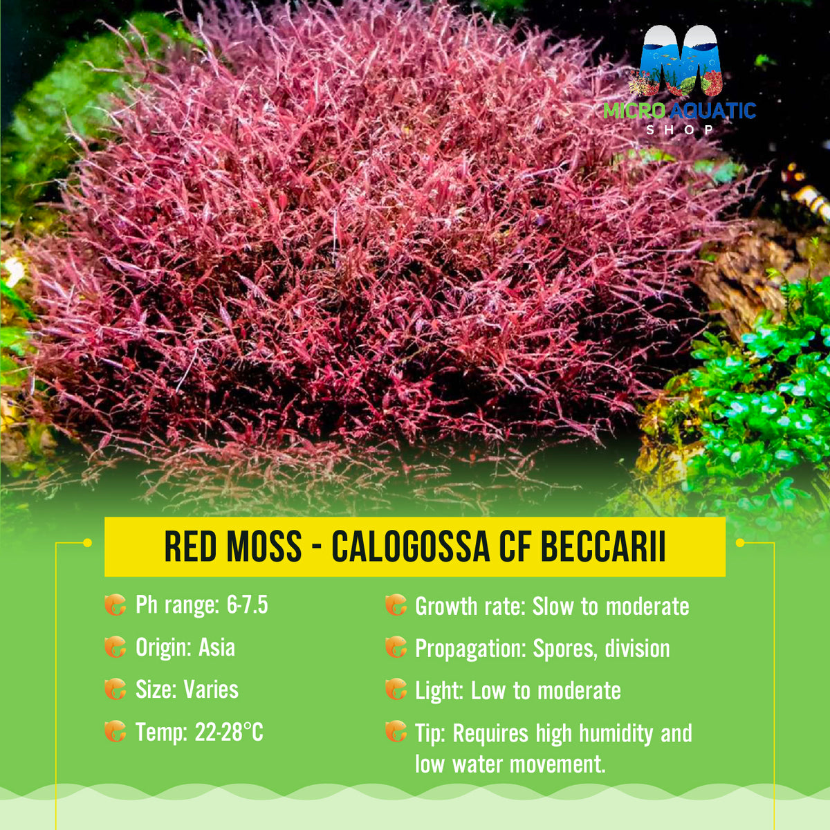 Red moss -Calogossa cf beccarii