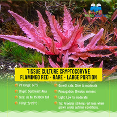 Tissue Culture Cryptocoryne Flamingo Red - Rare - Large portion