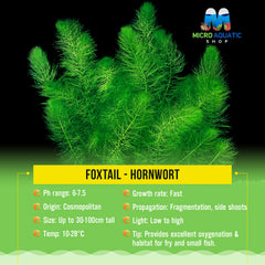 Foxtail - Hornwort
