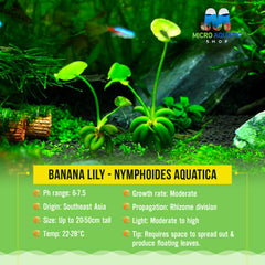 Banana Lily - Nymphoides Aquatica